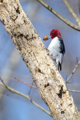 Red-headed Woodpecker Eating An Acorn