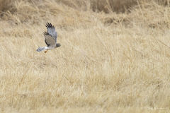 Adult Male Northern Harrier