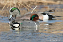 Green-winged Teal and American Wigeon