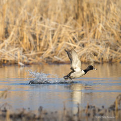 Ring-necked Duck Taking Flight
