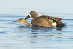 Mating Blue-winged Teal