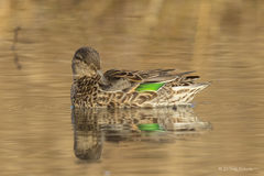 Green-winged Teal Hen