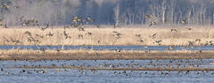 Northern Pintail and Many More