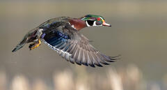 Colorful Wood Duck Drake