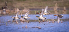 Green-winged Teal Low-Flying Courtship Flight