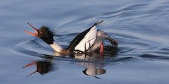 Red-breasted Merganser Performing Courtship Ritual