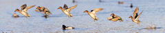 Green-winged Teal Flight Sequence