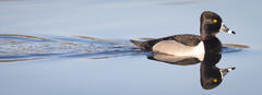 Ring-necked Duck Reflection