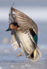Green-winged Teal Landing On Ice
