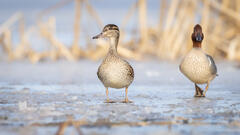 Green-winged Teal Pair On Ice