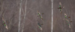 Green-winged Teal Colorful Courtship Flight