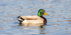 Mallard Drake