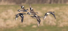 American Wigeon Courtship Flight