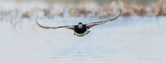 Ring-necked Duck Drake