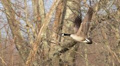 Canada Goose