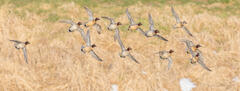 Green-winged Teal Courtship Flight