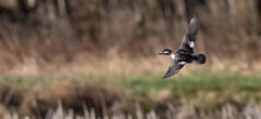 Bufflehead Hen