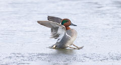 Slip-n-Slide Green-winged Teal