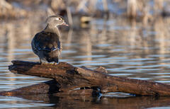 Wood Duck Hen