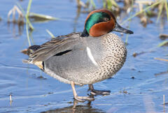 Green-winged Teal Drake in Breeding Plumage