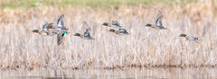 Green-winged Teal Courtship Flight