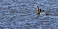 Ring-necked Duck Pair on Windswept Water