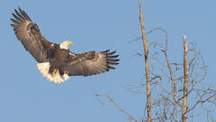 Bald Eagle Landing