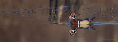 Wood Duck Calling