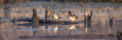 Wood Duck Morning