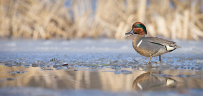 Calling Green-winged Teal