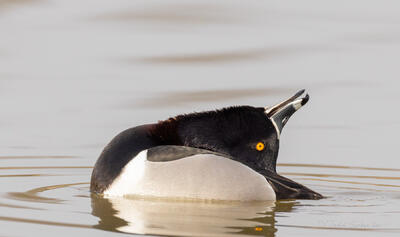 Ring-necked Duck Drake<br>Courtship Head Throw