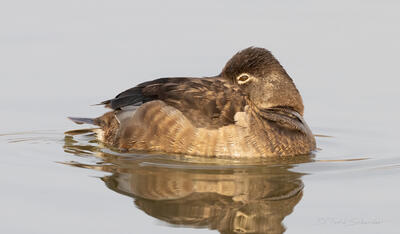 Sleeping Ring-necked Duck