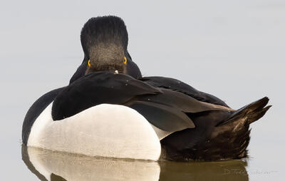 Ring-necked Duck Not Quite Sleeping