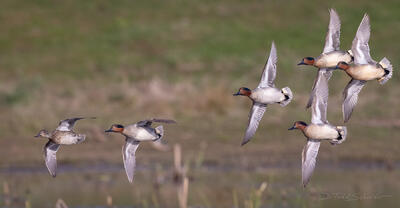 Green-winged Teal Courtship Flight