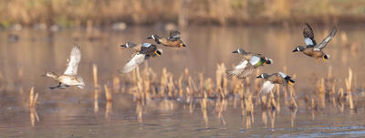 Blue-winged Teal Courtship Flight