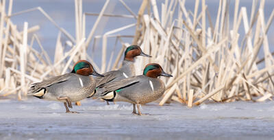Three Bachelor Green-winged Teal
