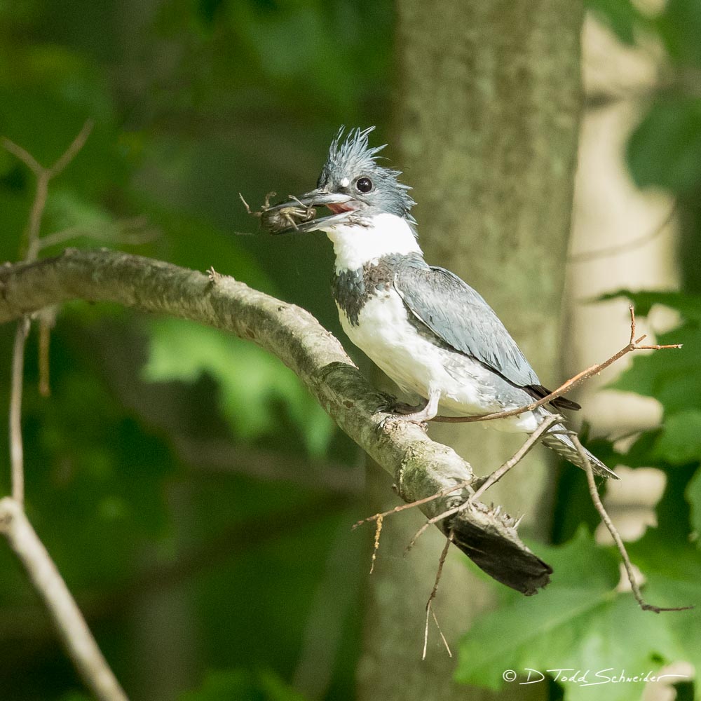 Belted Kingfisher Pennsylvania D. Todd Schneider Photography