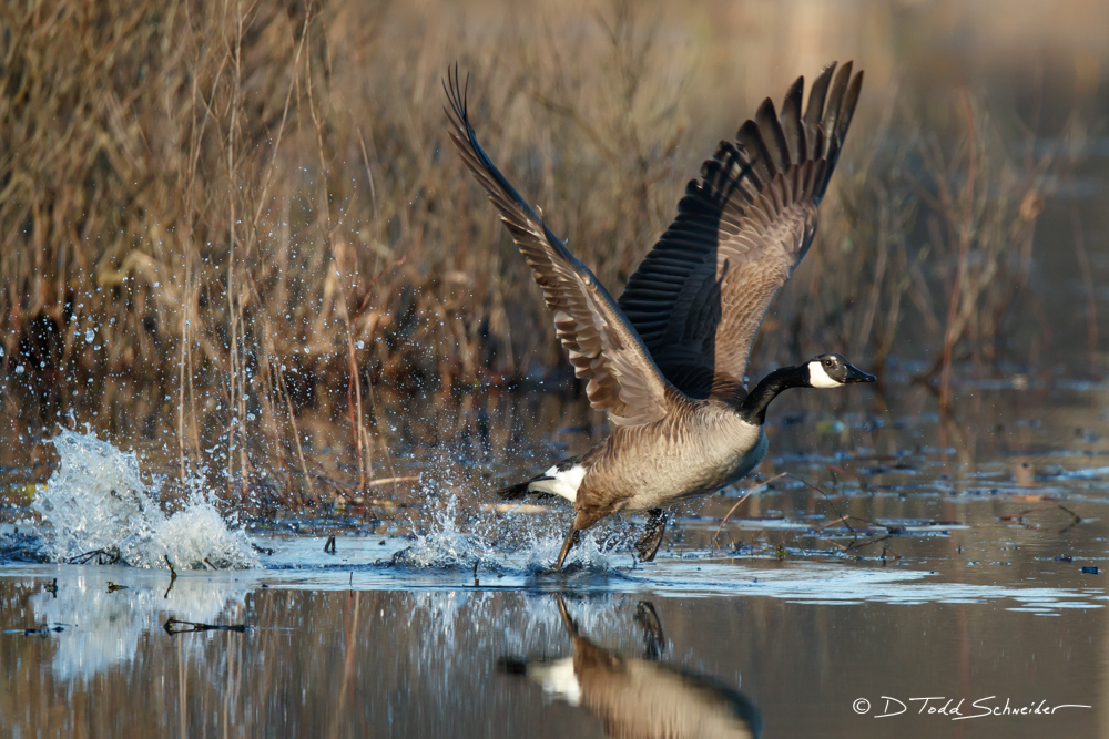 The Canada Goose uses its large and powerful webbed feet to gain speed as it begins to take flight.  Item Number:  W0012