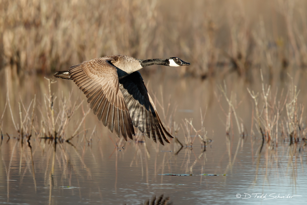 Canada Goose  Item Number:  W0013