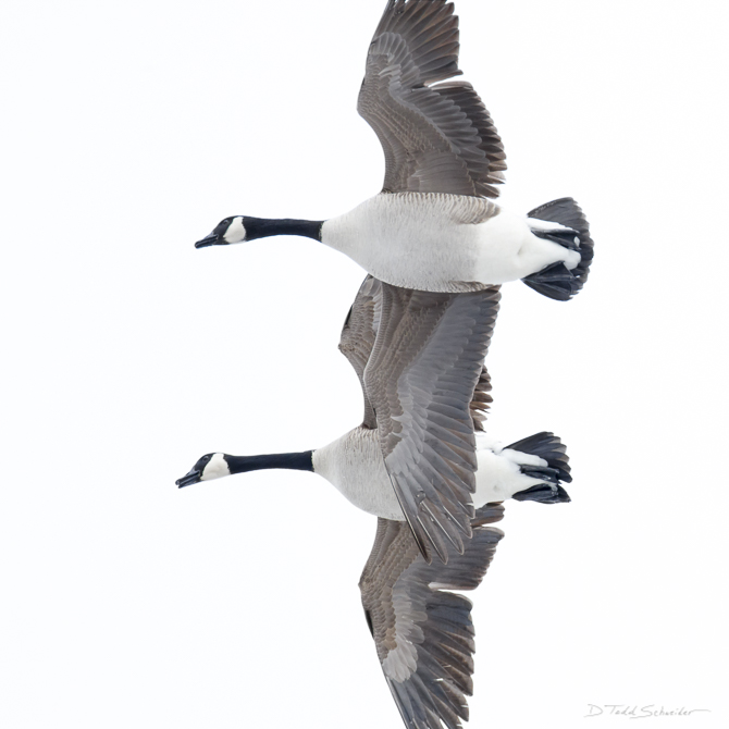 A high-flying pair of Canada geese stick close together on a very cold and snowy Winter's day. Item Number: W0016