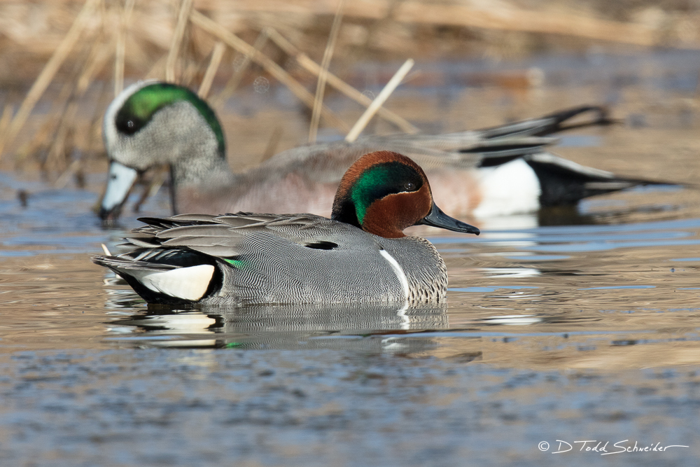 Greenwinged Teal and American Wigeon Pennsylvania D. Todd