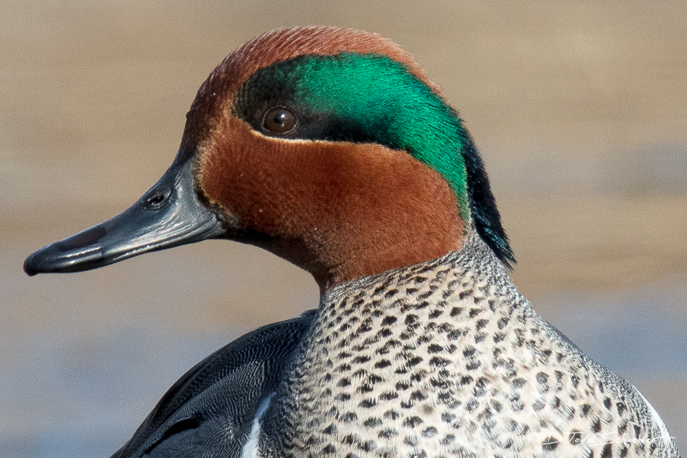 Green-winged Teal | Pennsylvania | D. Todd Schneider Photography